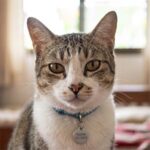 猫はモモ