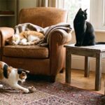 catlover